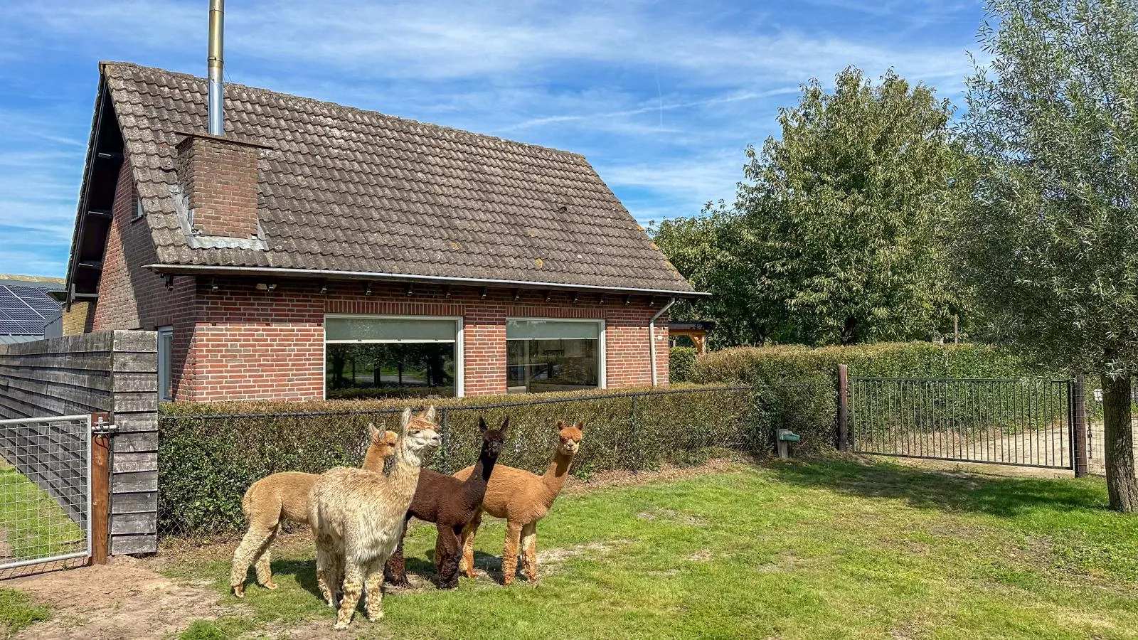Alpacafarm Vorstenbosch-Exterior summer