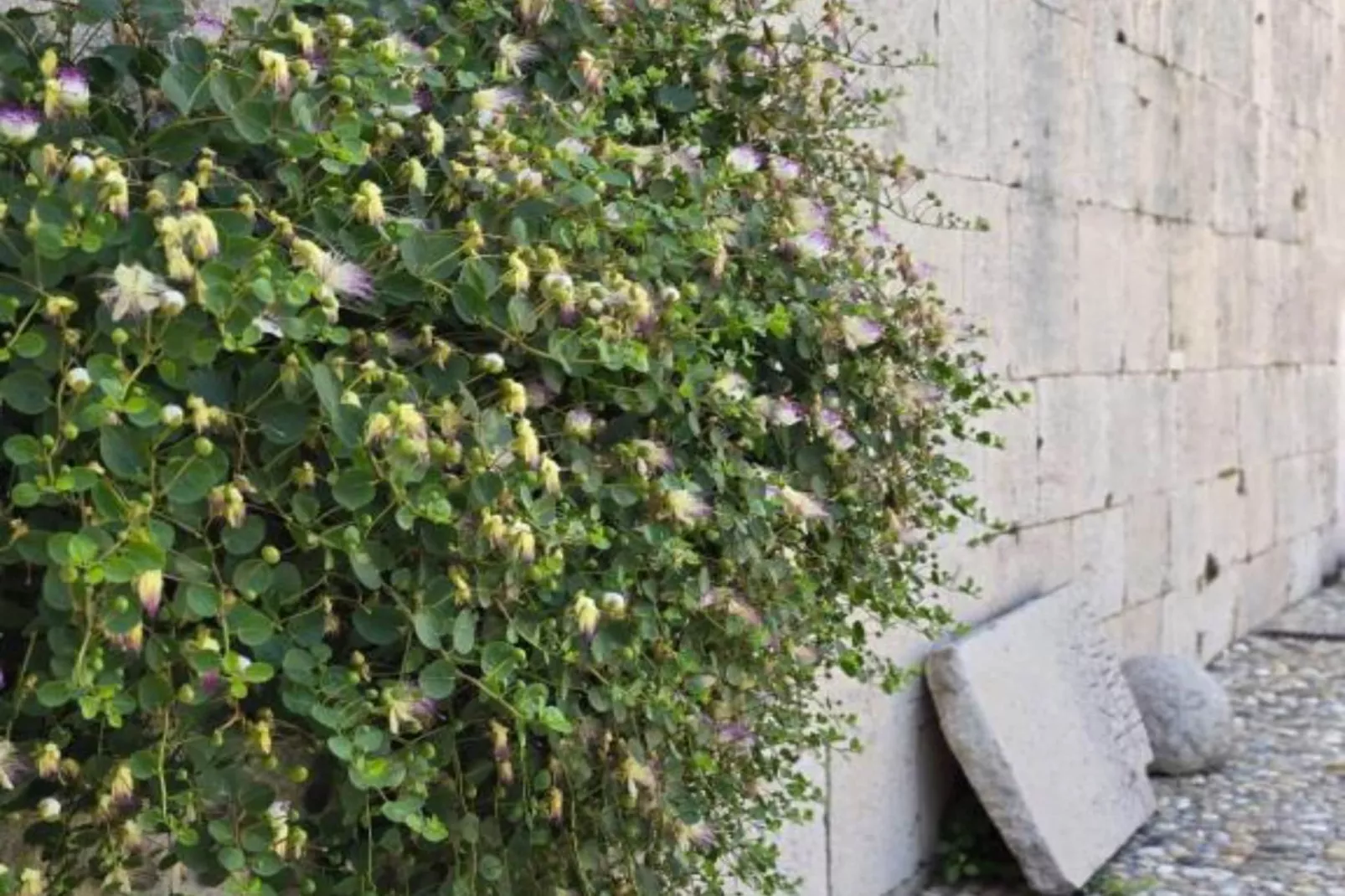 Heritage Hotel Maškovića Han Double Room-Aussicht