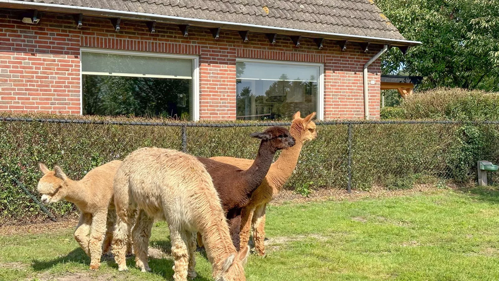 Alpacafarm Vorstenbosch-Atmosphere