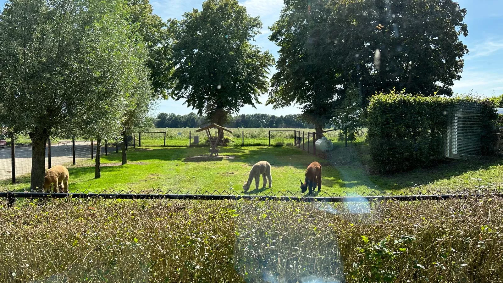 Alpacafarm Vorstenbosch-View summer