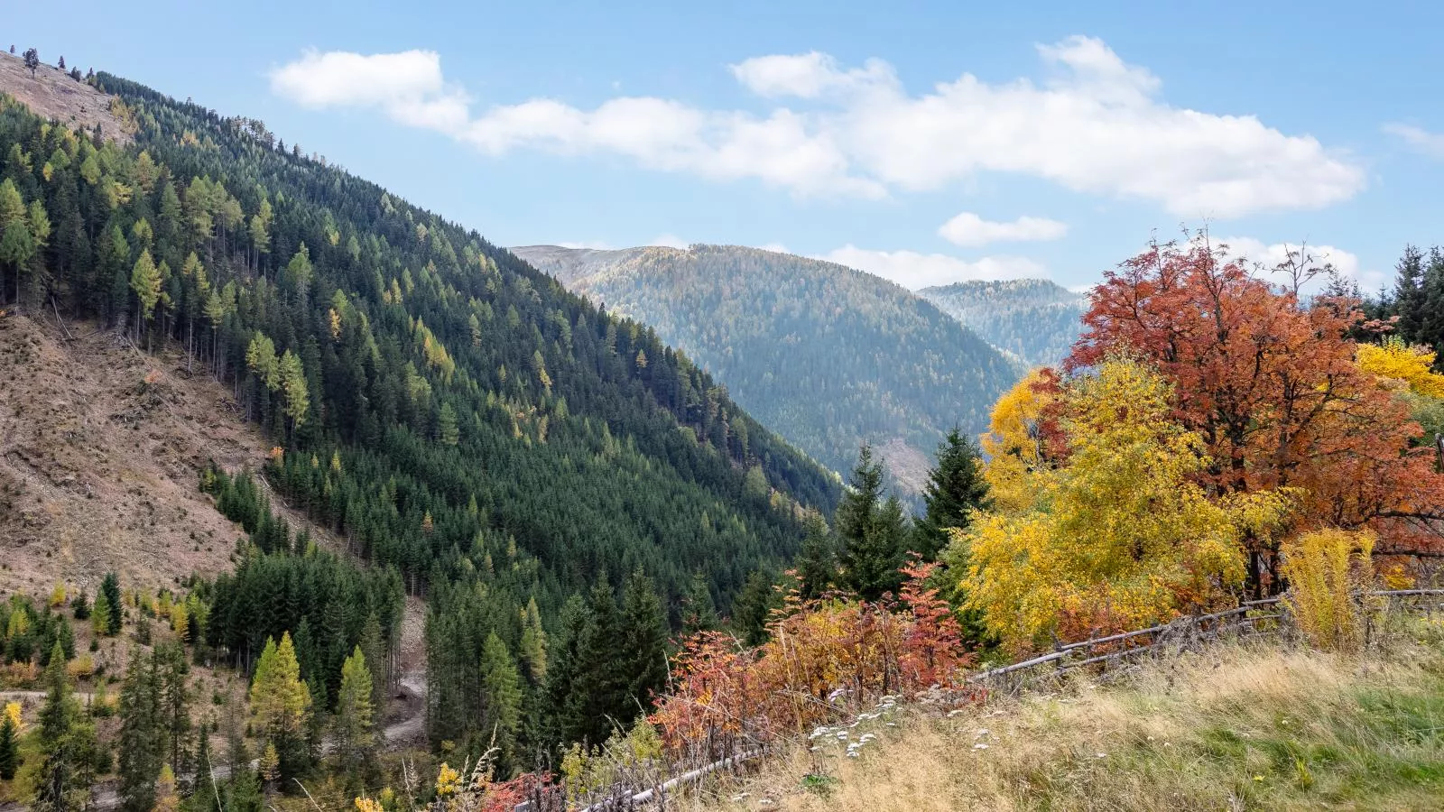 Carmaliva-Areas within 1km in summer