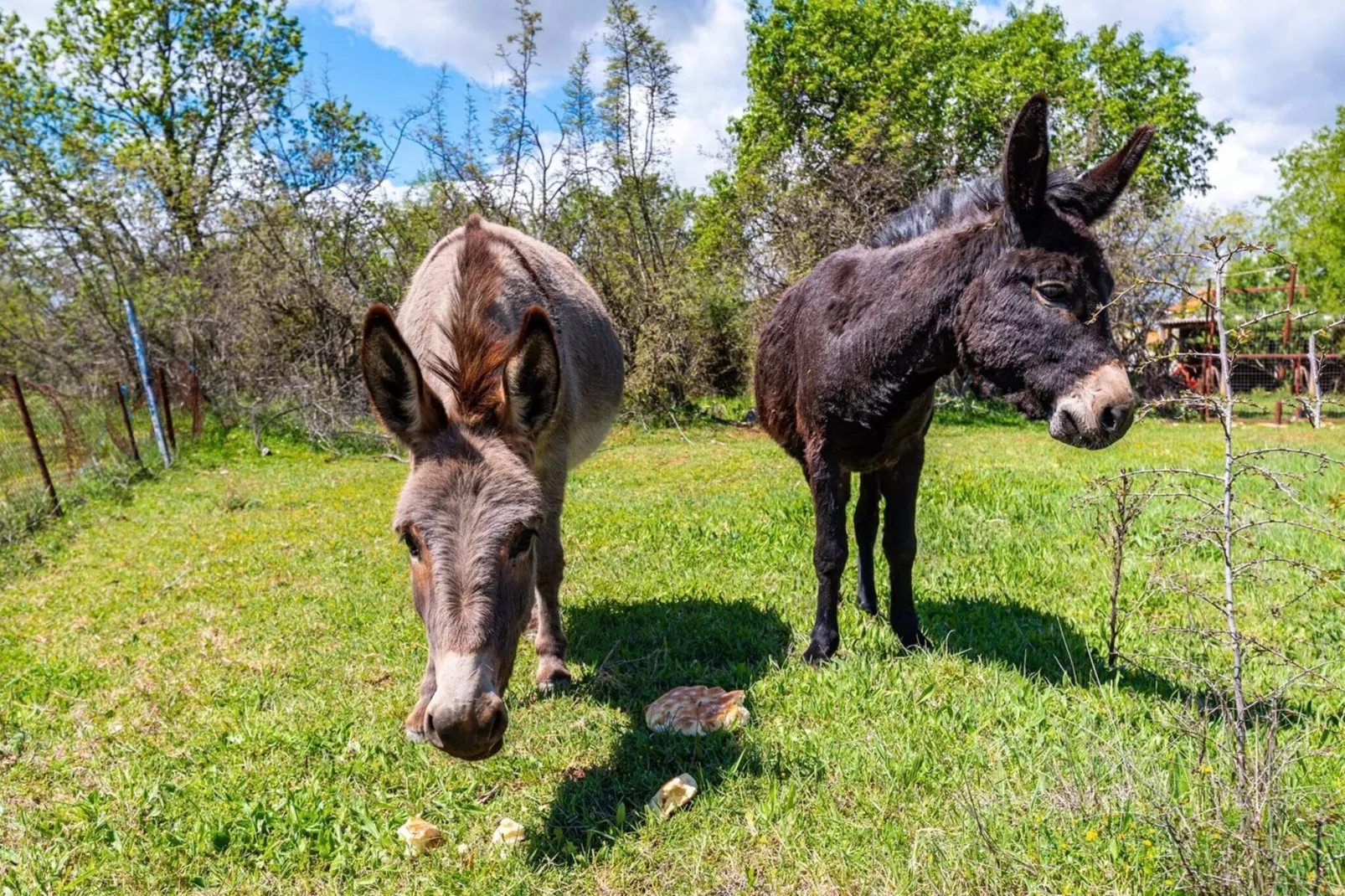 Luxury Villa Escape-Ambiance