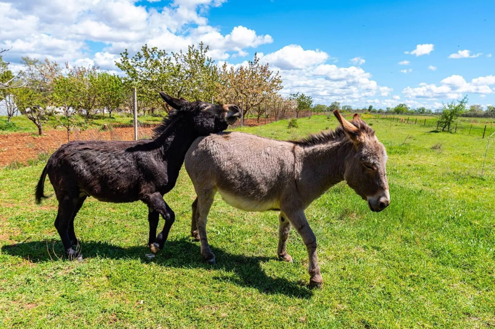 Luxury Villa Escape-Ambiance