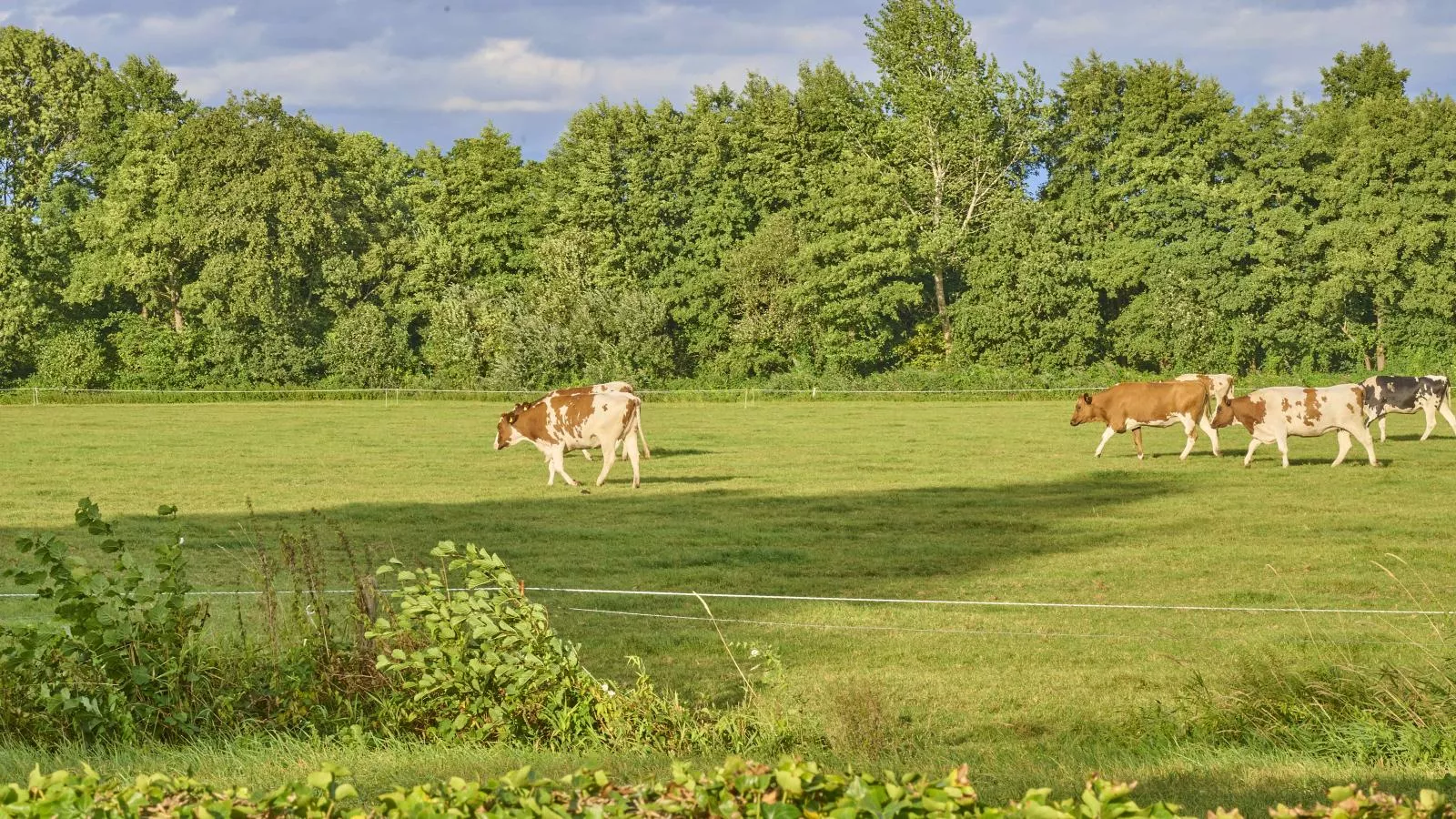 T Achterhoes-Areas within 5km in summer