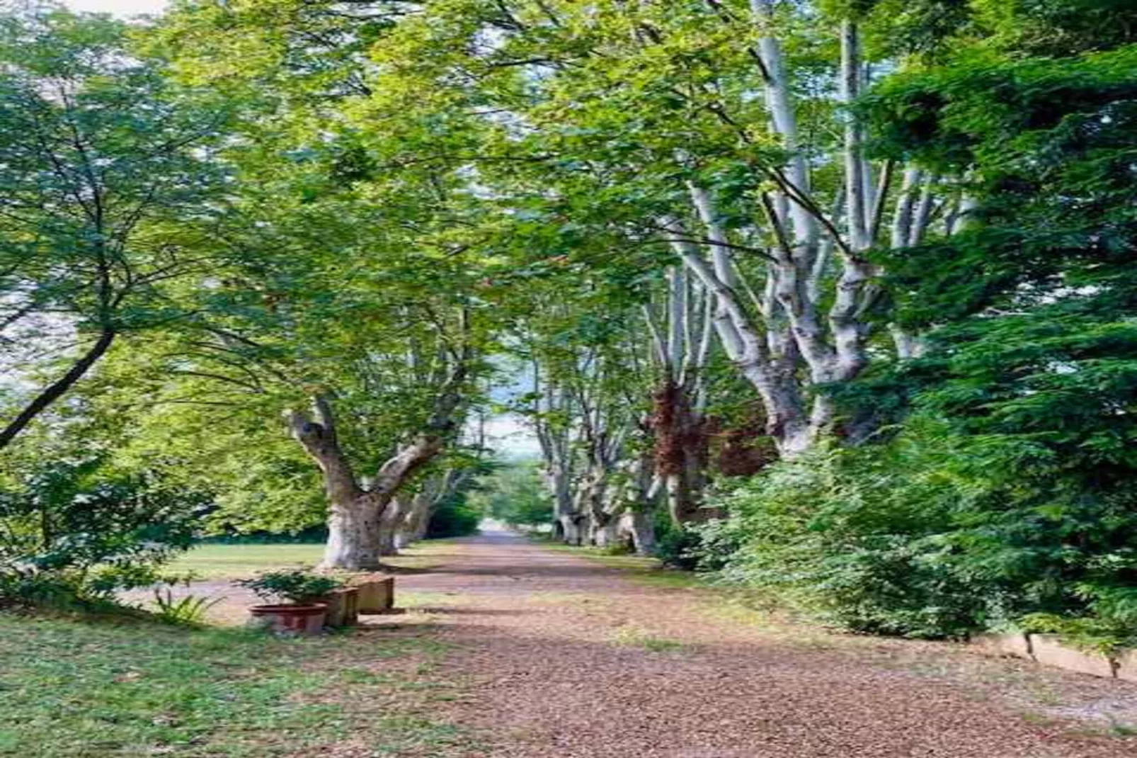 Mas de Corinne-Areas within 1km in summer