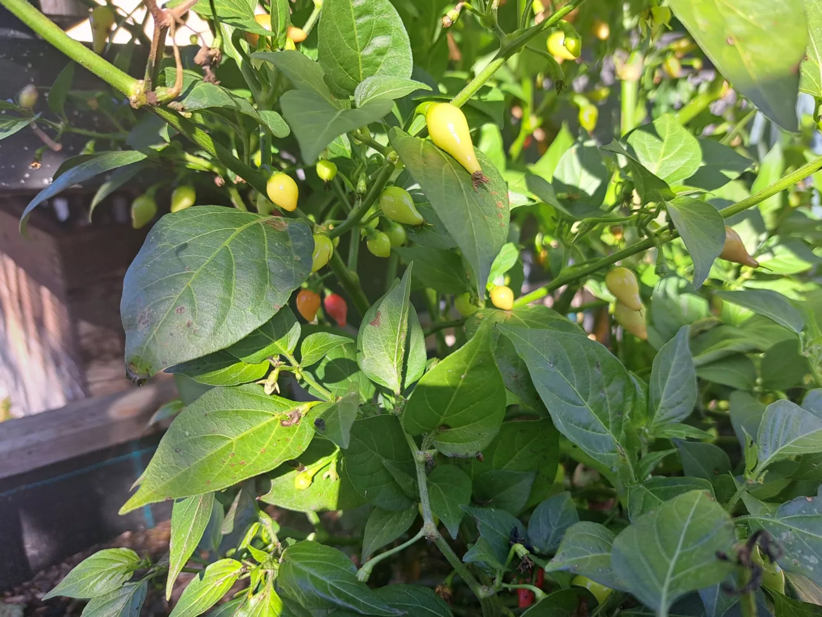 Appartement 2-Drinnen