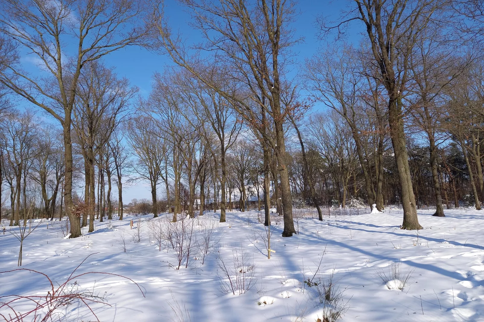 De Ree en de Specht-Area within 1km in winter