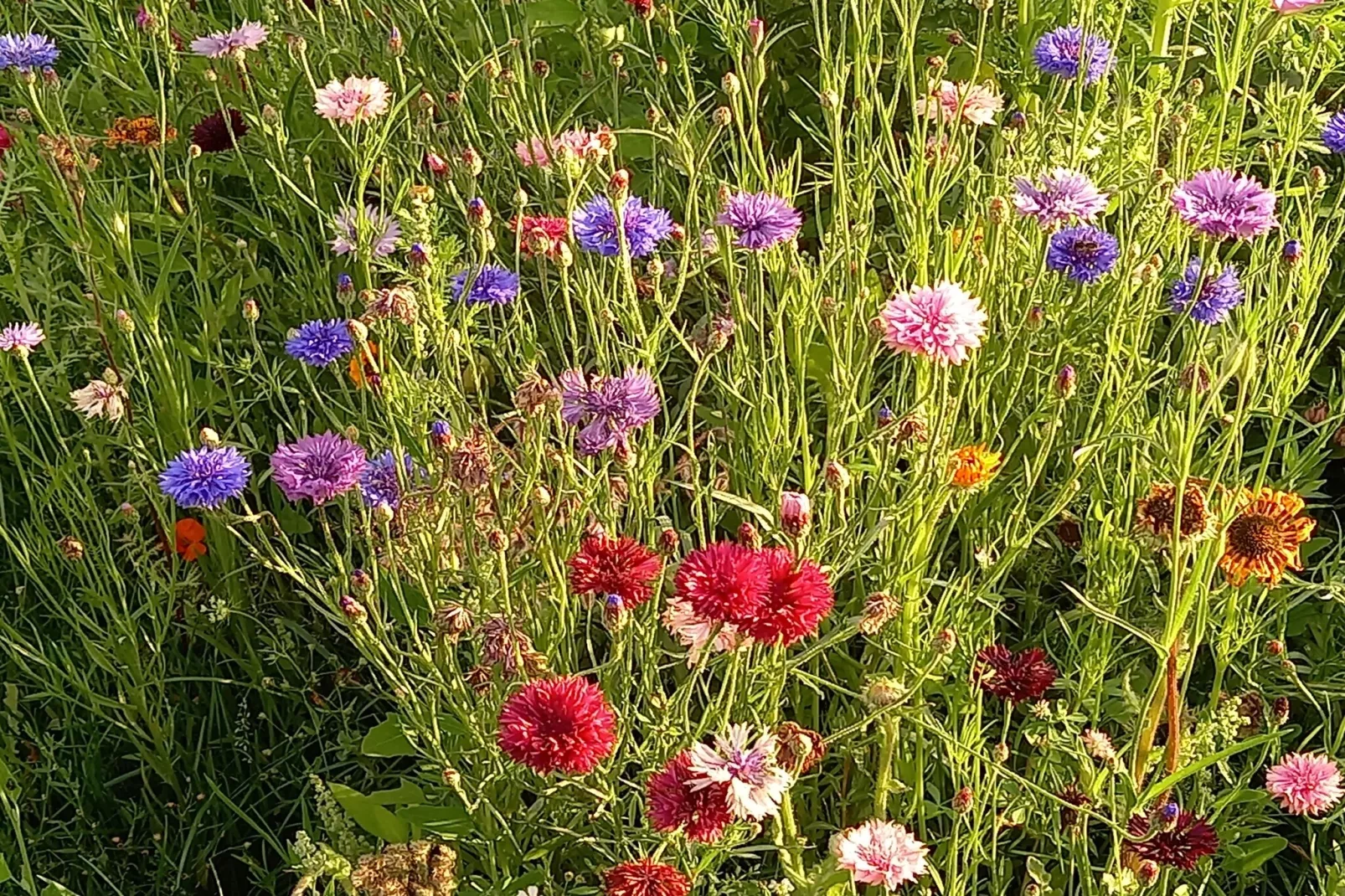 De Ree en de Specht-Ambiance