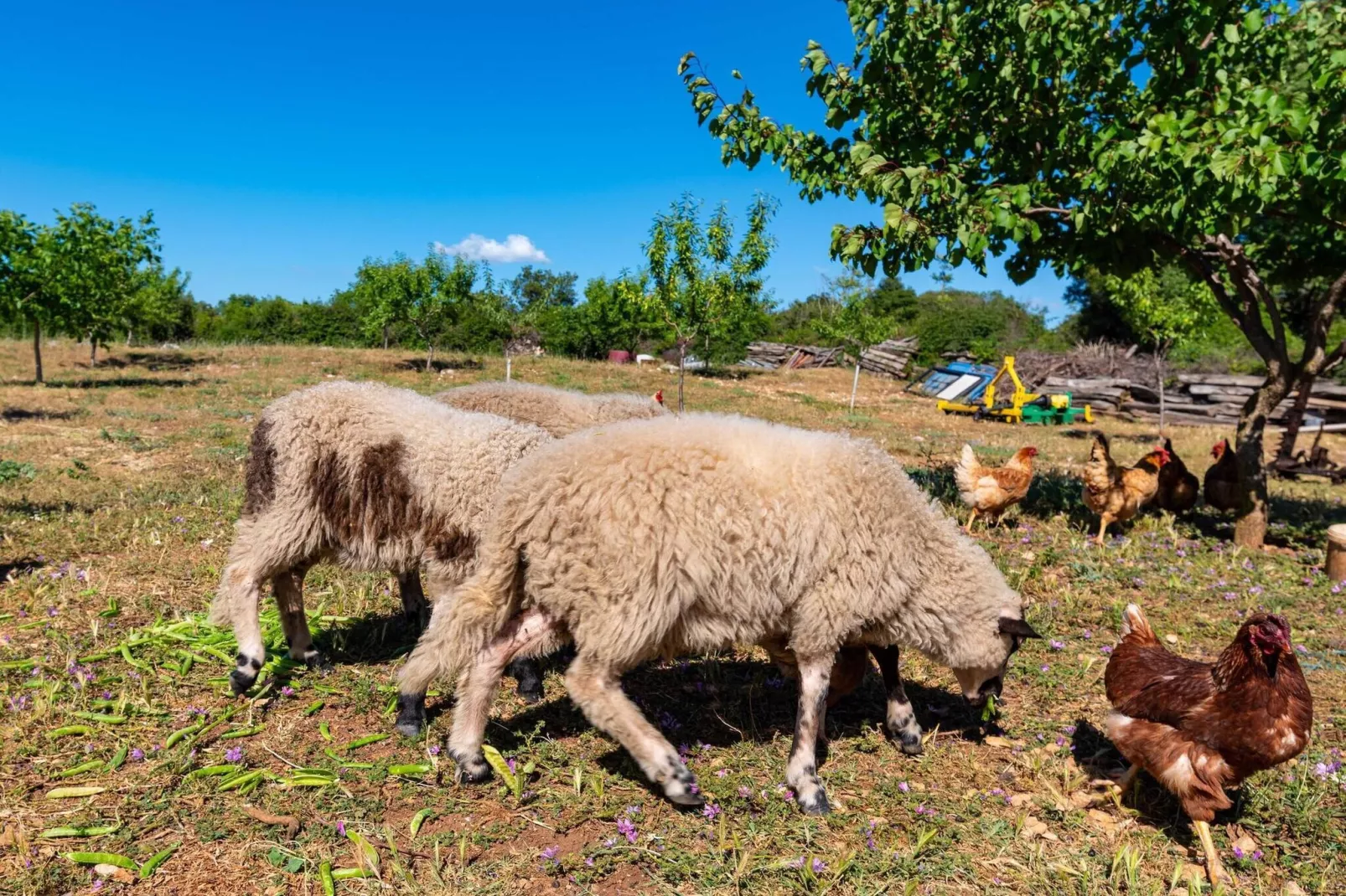 Holiday home Maria-Gebiete Sommer 1 km