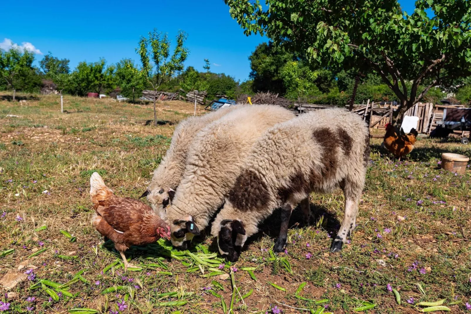 Holiday home Maria-Gebiete Sommer 1 km