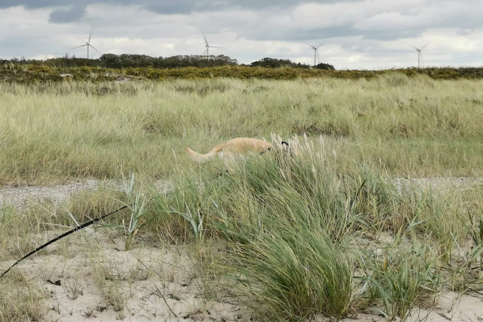 Maison de vacances pour 7 a Rødby-By Traum-Non tagué
