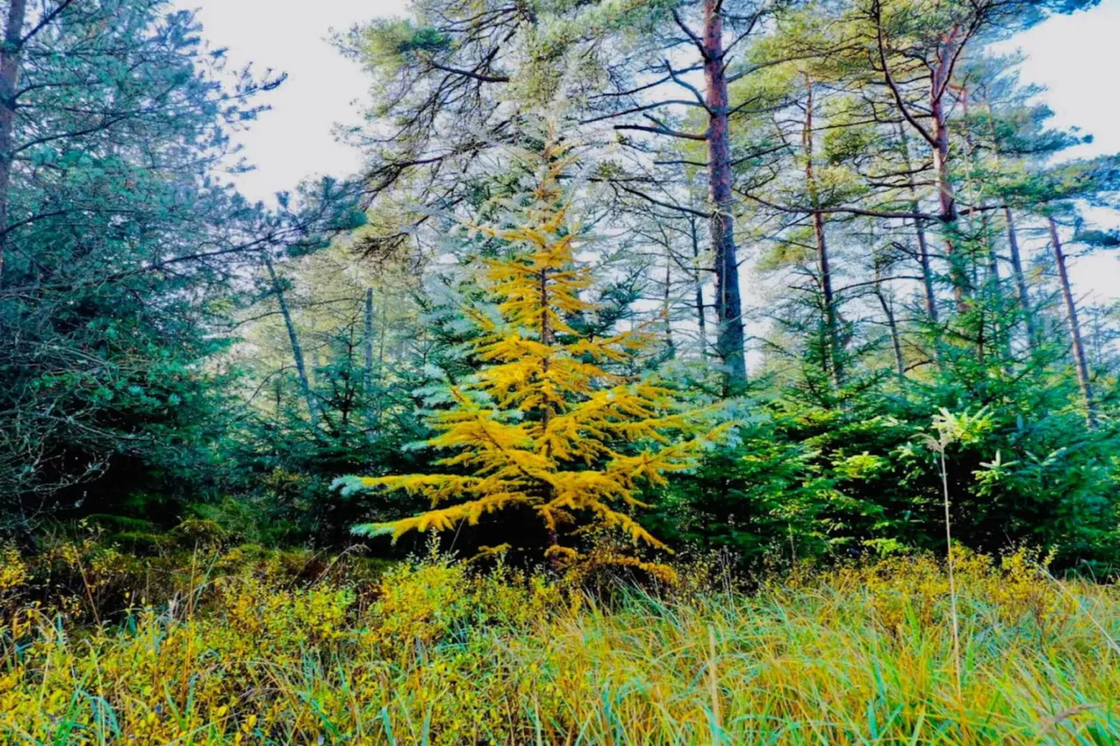 8 person holiday home in Fjerritslev-By Traum-Untagged