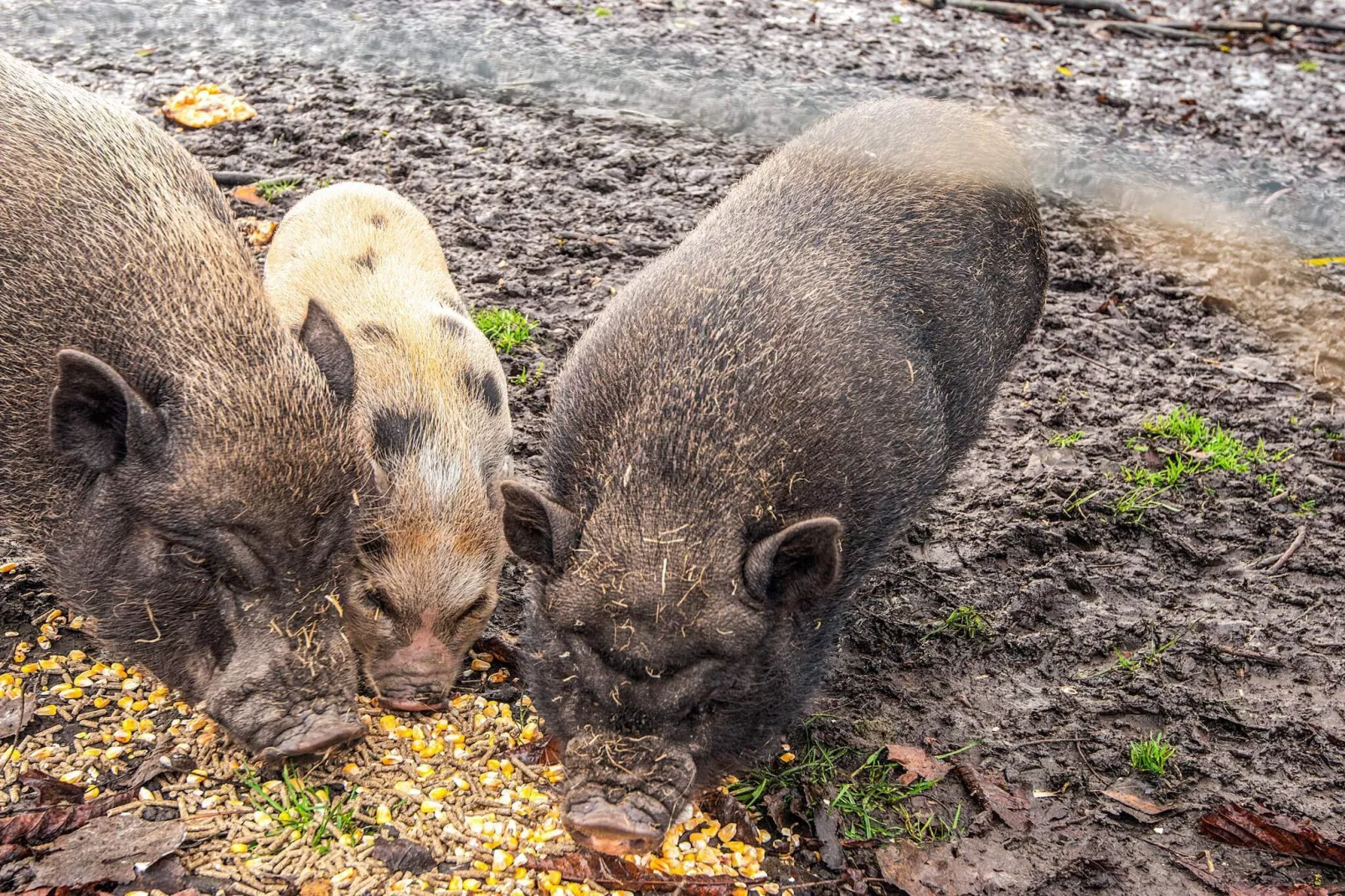 4 Personen Ferienhaus in Højer-Nicht zugeordnet