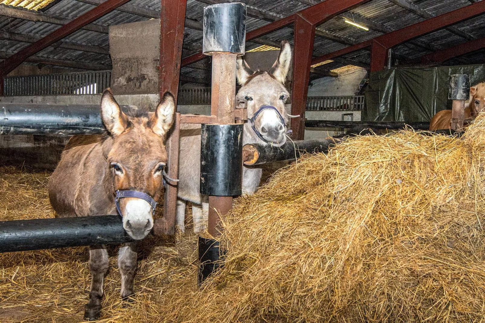 4 Personen Ferienhaus in Højer-Nicht zugeordnet