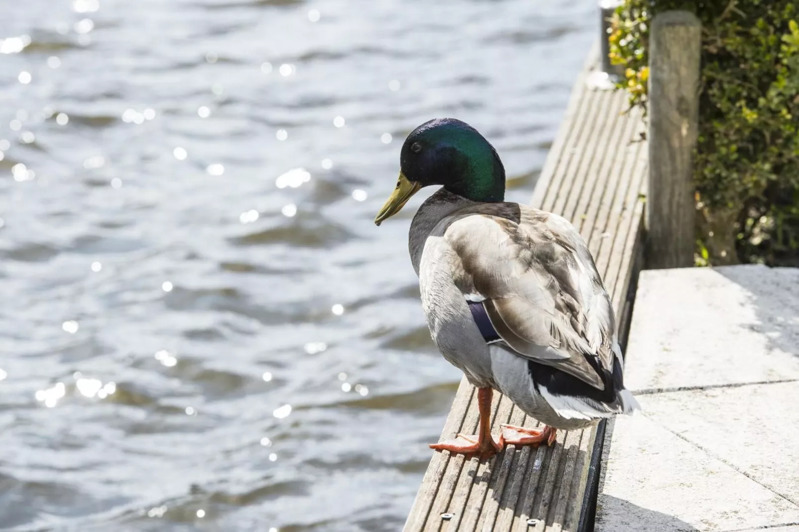 Bungalowpark Rien van den Broeke Village 7-Ambiente