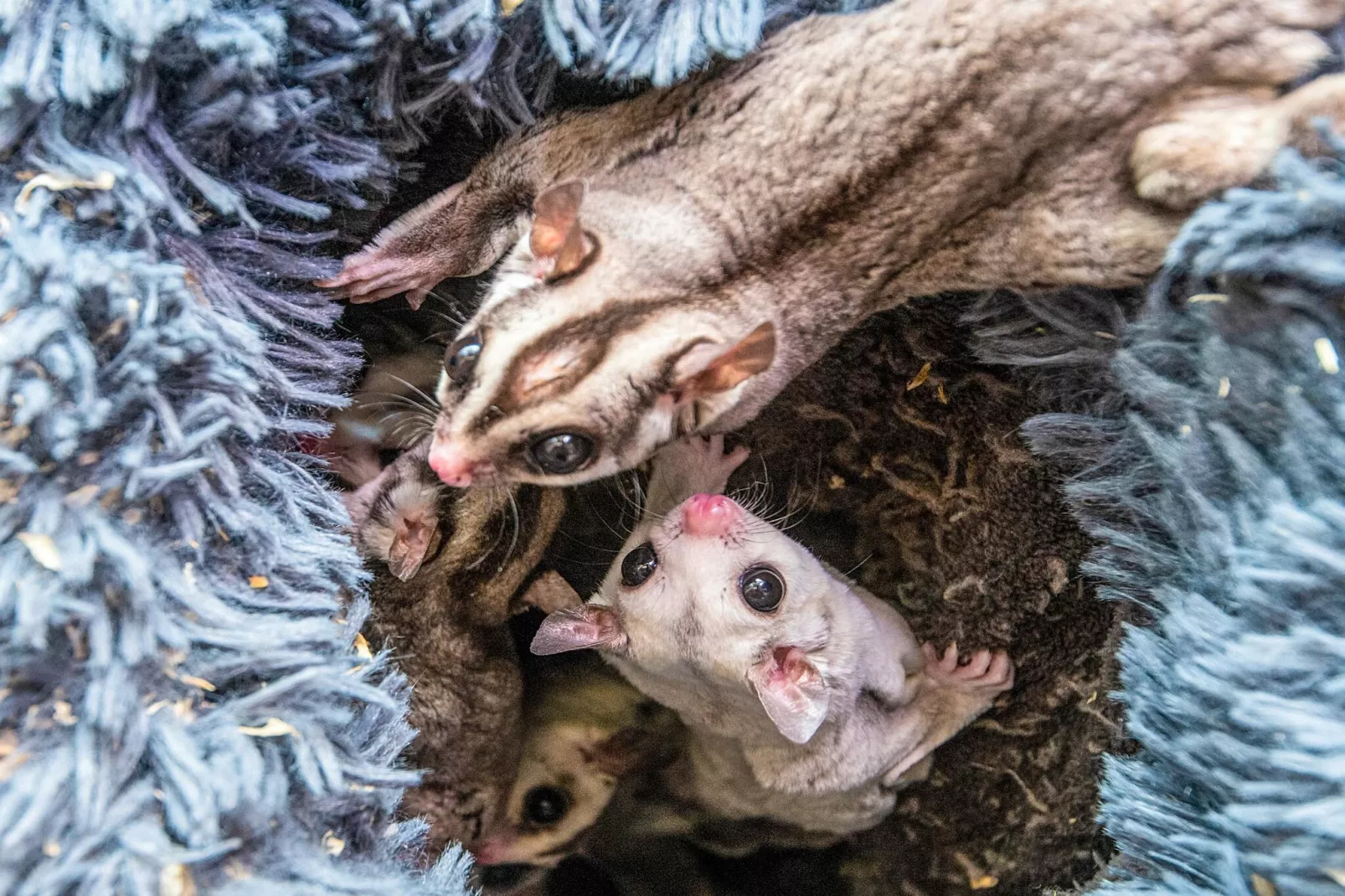 4 Personen Ferienhaus in Højer-Nicht zugeordnet