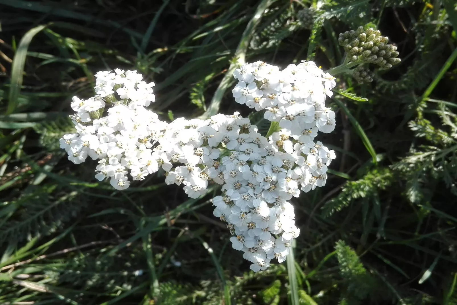 Maison de vacances pour 7 a Bredebro-By Traum