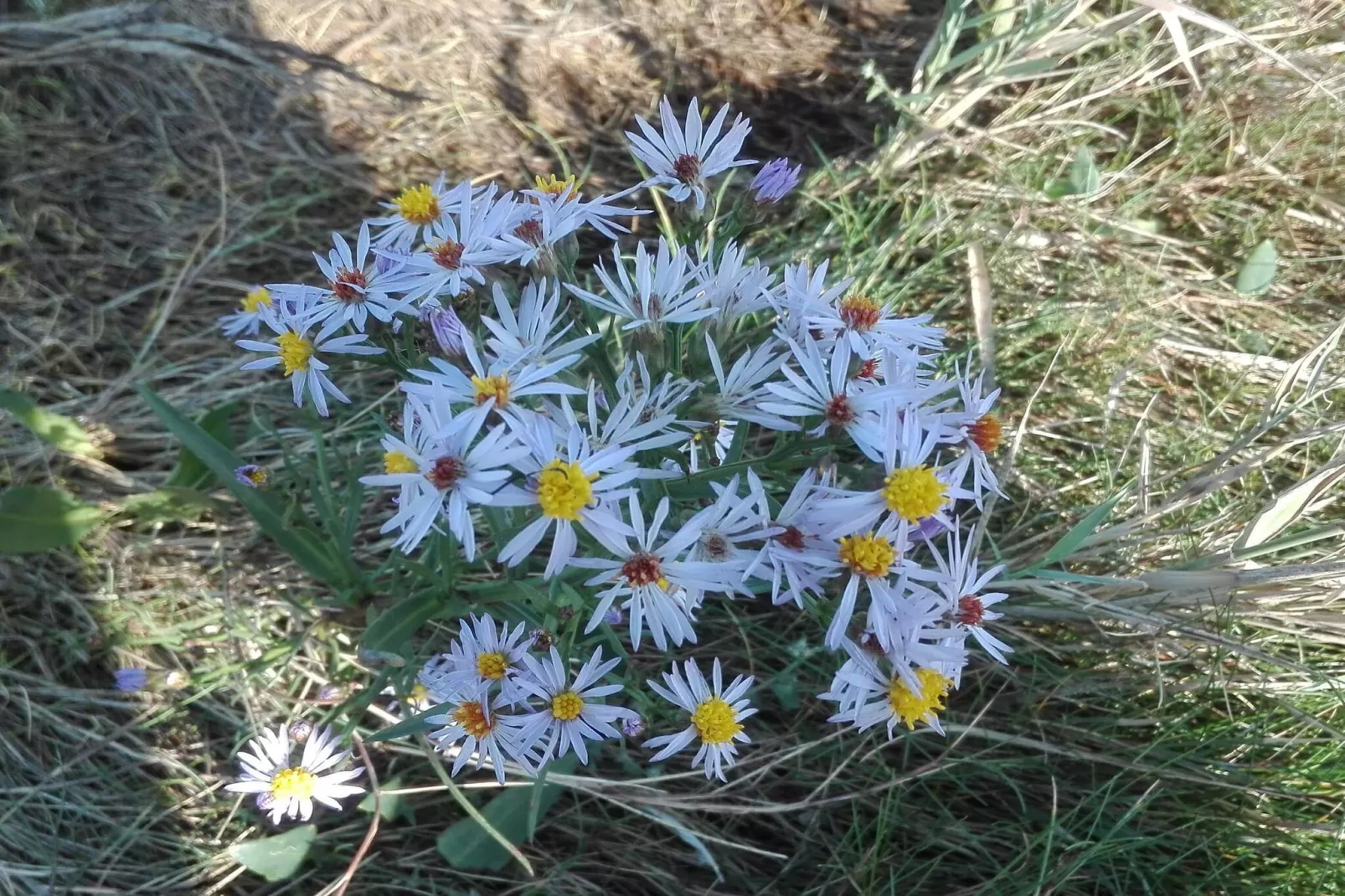 Maison de vacances pour 7 a Bredebro-By Traum