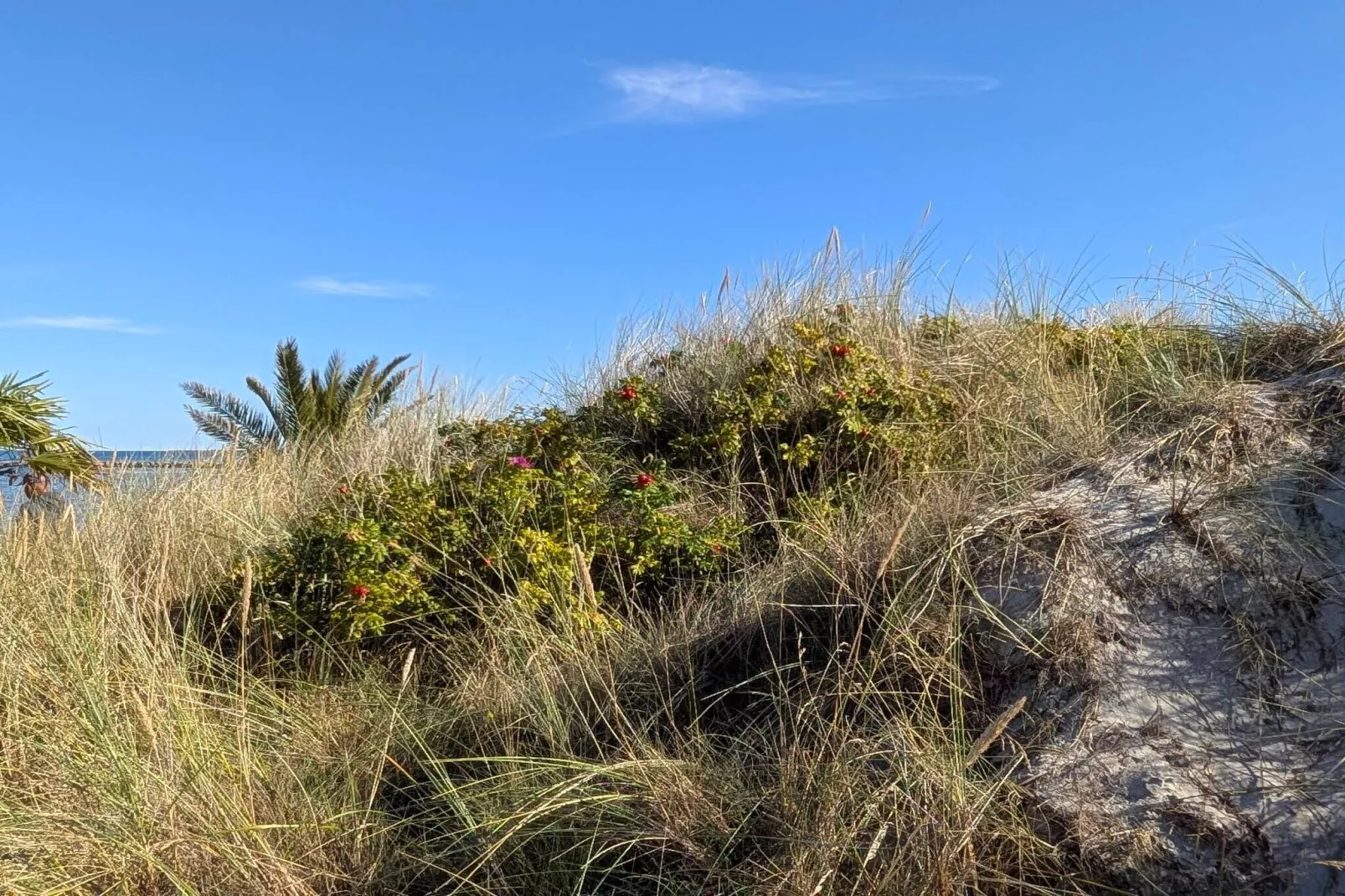 Maison de vacances pour 6 a Frederikshavn-By Traum-Non tagué