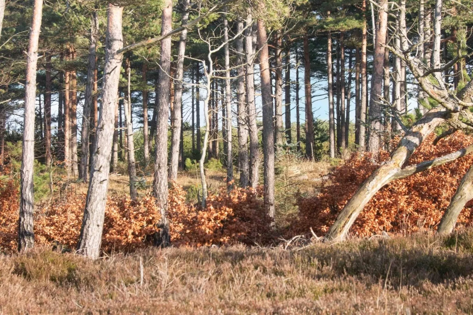 Maison de vacances pour 8 a Oksbøl-Non tagué