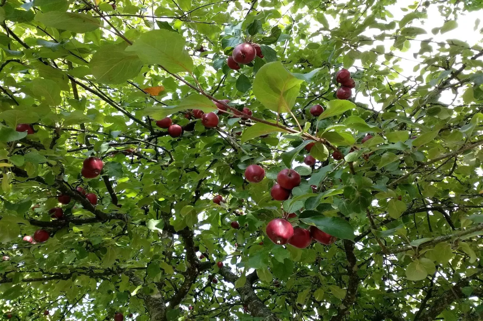 Maison de vacances pour 5 a Sæby-By Traum-Non tagué