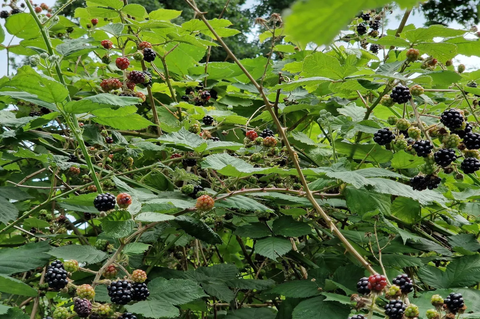 Maison de vacances pour 5 a Sæby-By Traum-Non tagué