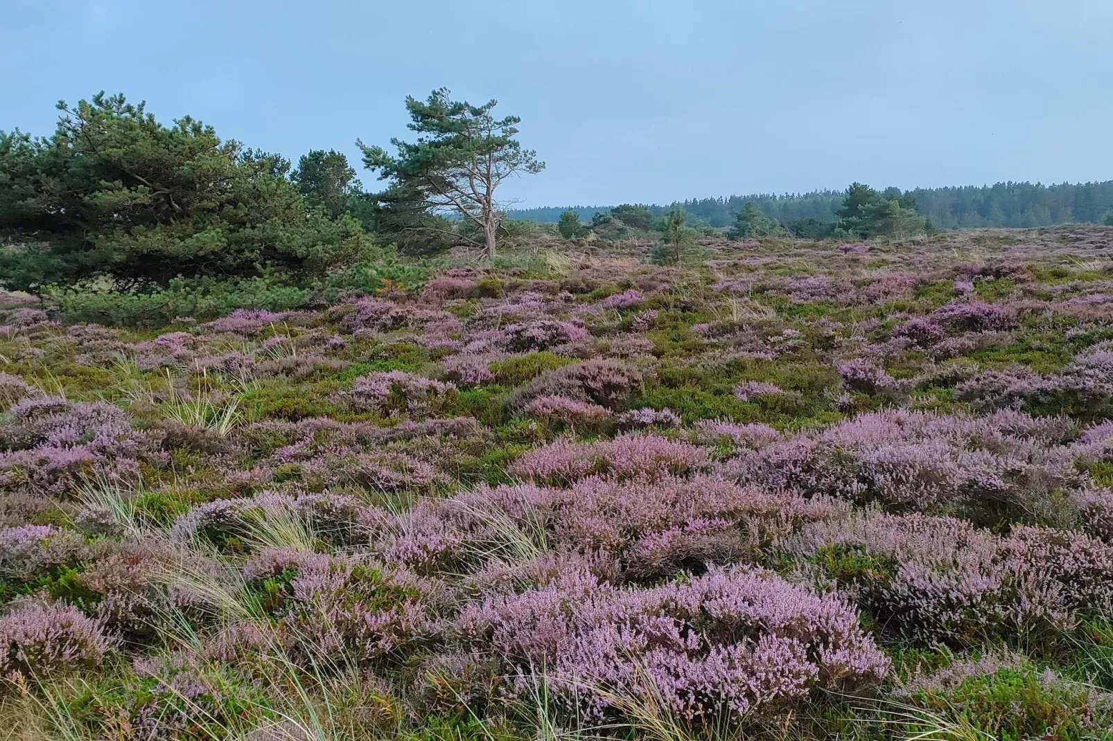 Maison de vacances pour 6 a Rømø-Non tagué