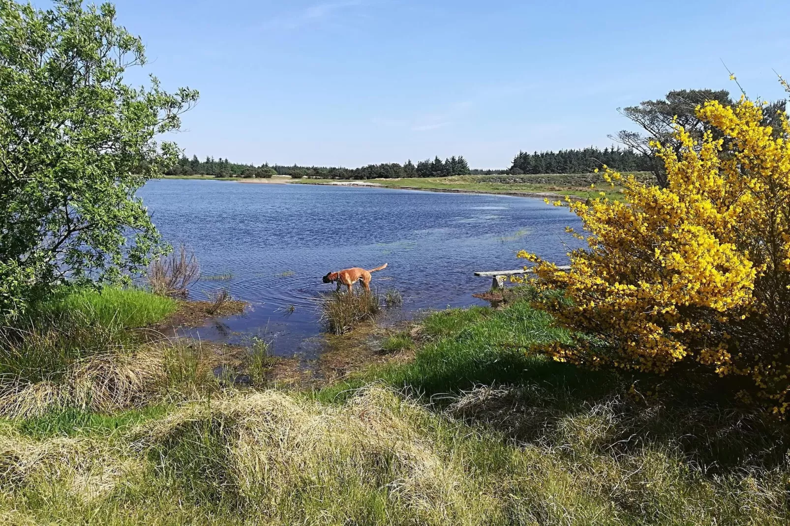 4 Personen Ferienhaus in Vejers Strand-By Traum-Wasserblick