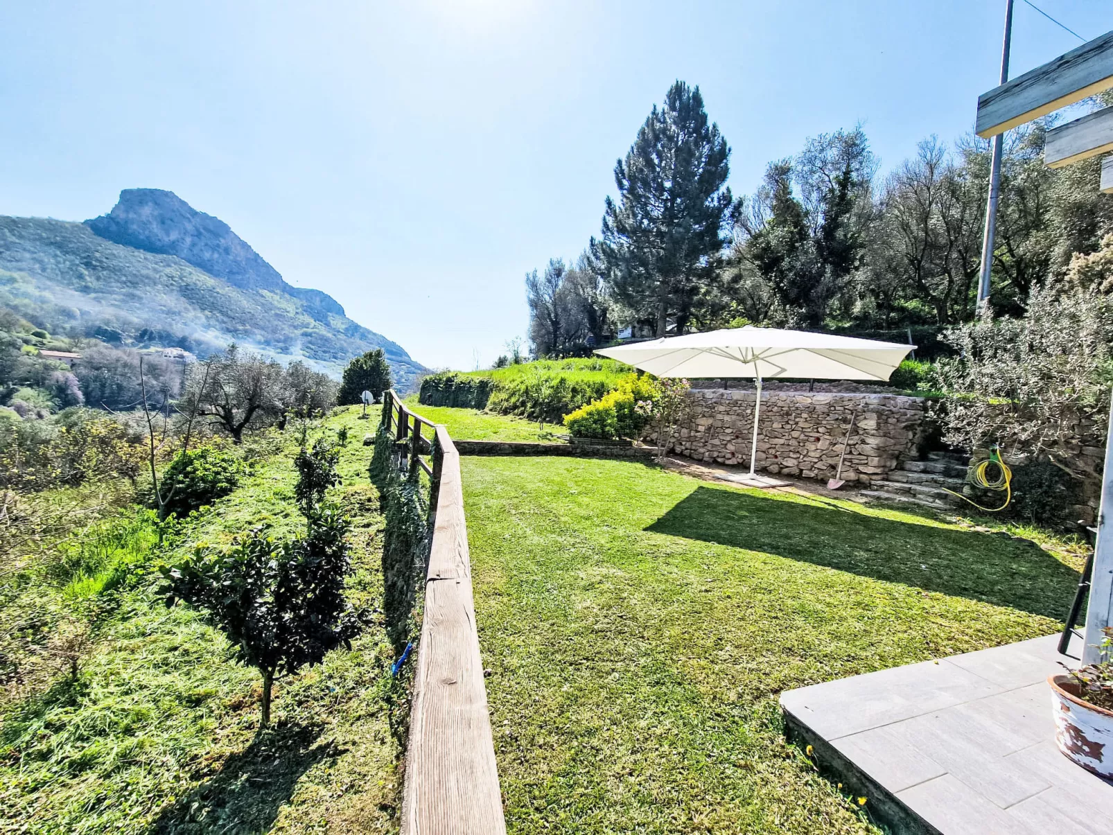 Le radici dell´ulivo