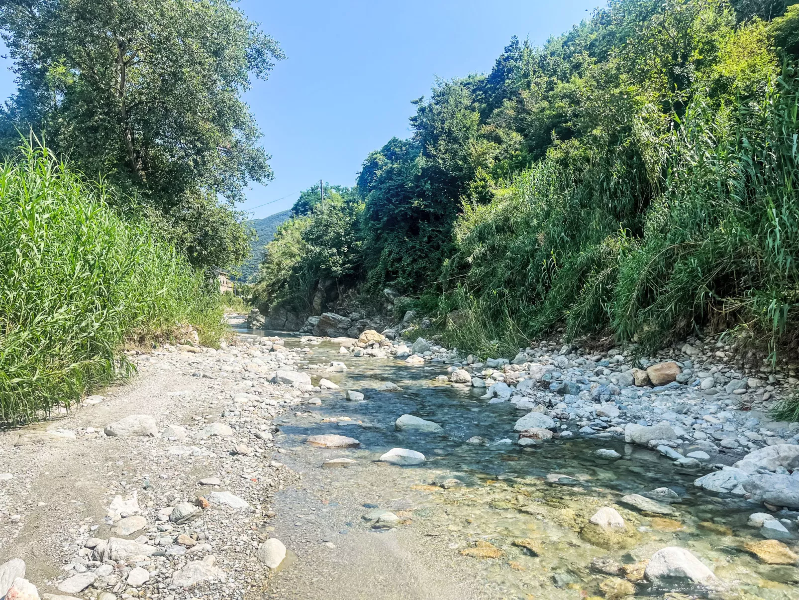 Le radici dell´ulivo-Area