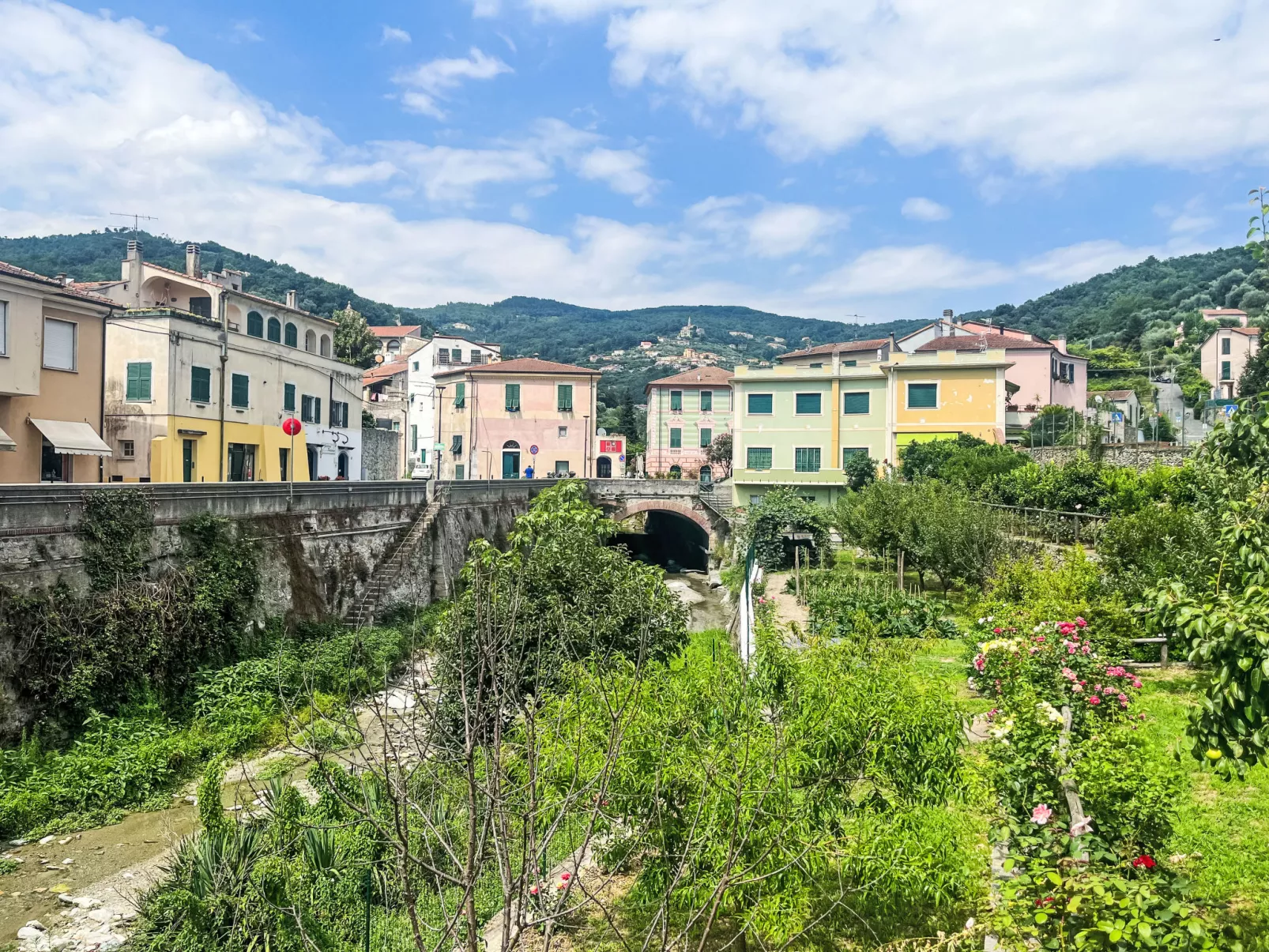 Le radici dell´ulivo-Area