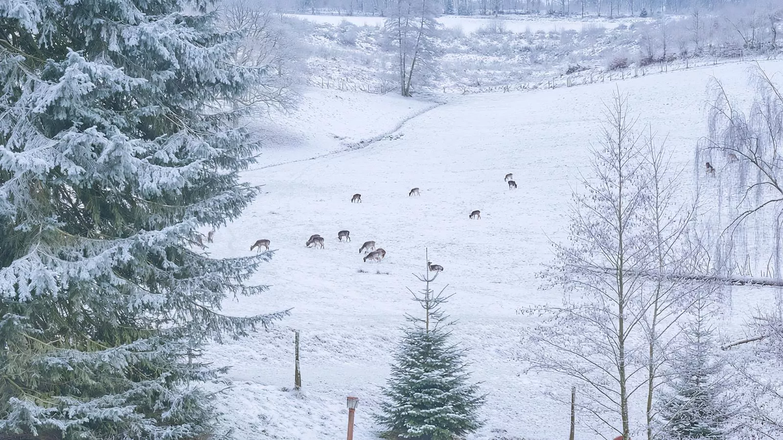 Am Damwildgehege I-Zones hiver à 1 km