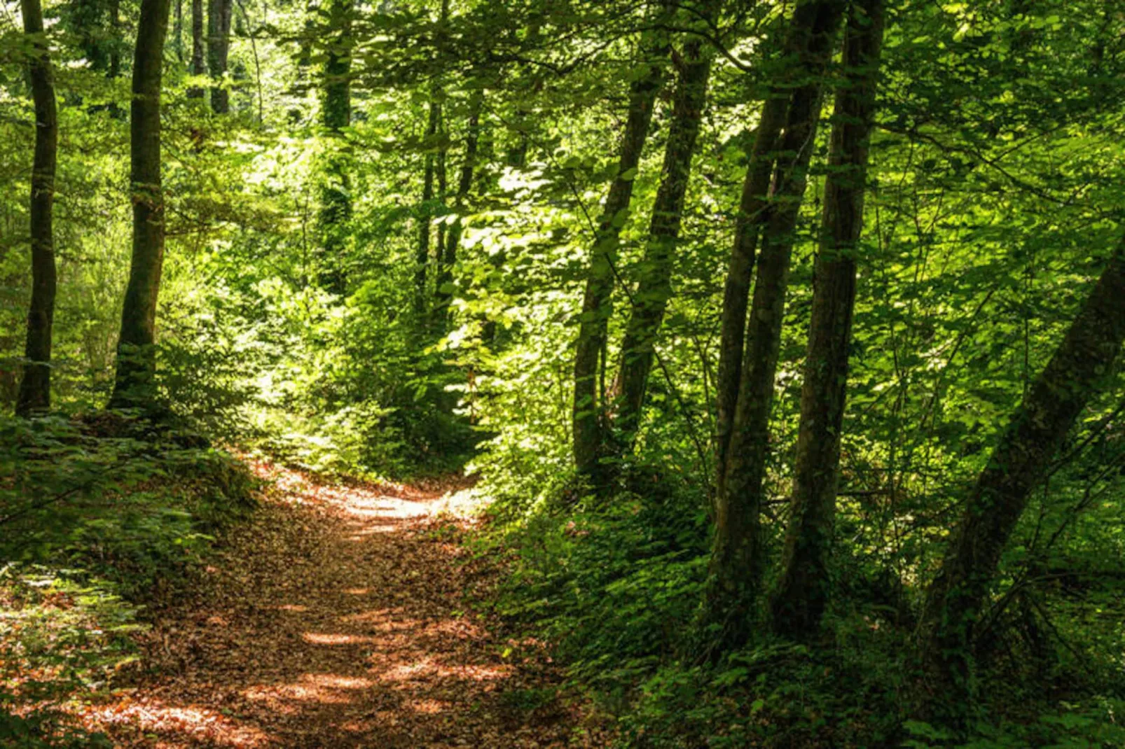 Mobil Home - Bungalow - Cottage à Santa Pau