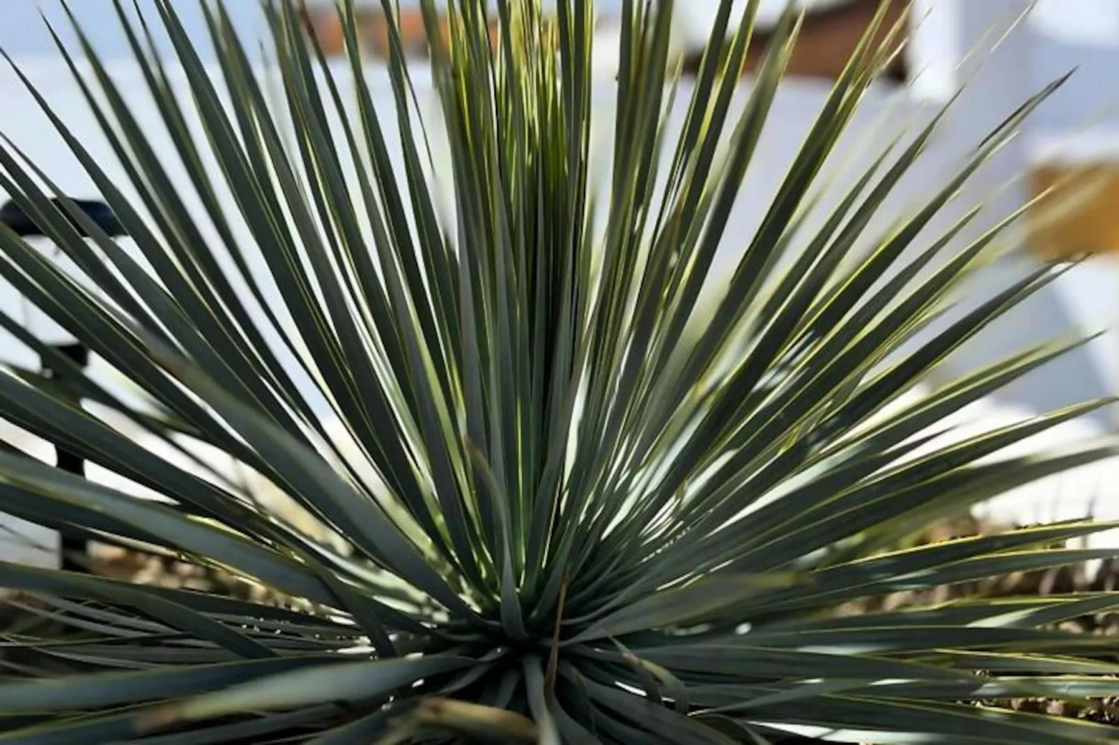 Villa Avec Piscine Priv&eacute;e  &agrave; San Fulgencio-Non tagué