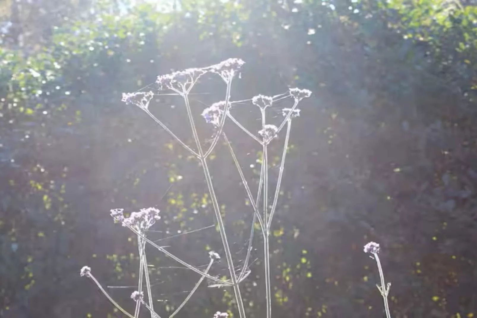 Maison de vacances pour 4 a LUR-Extérieur