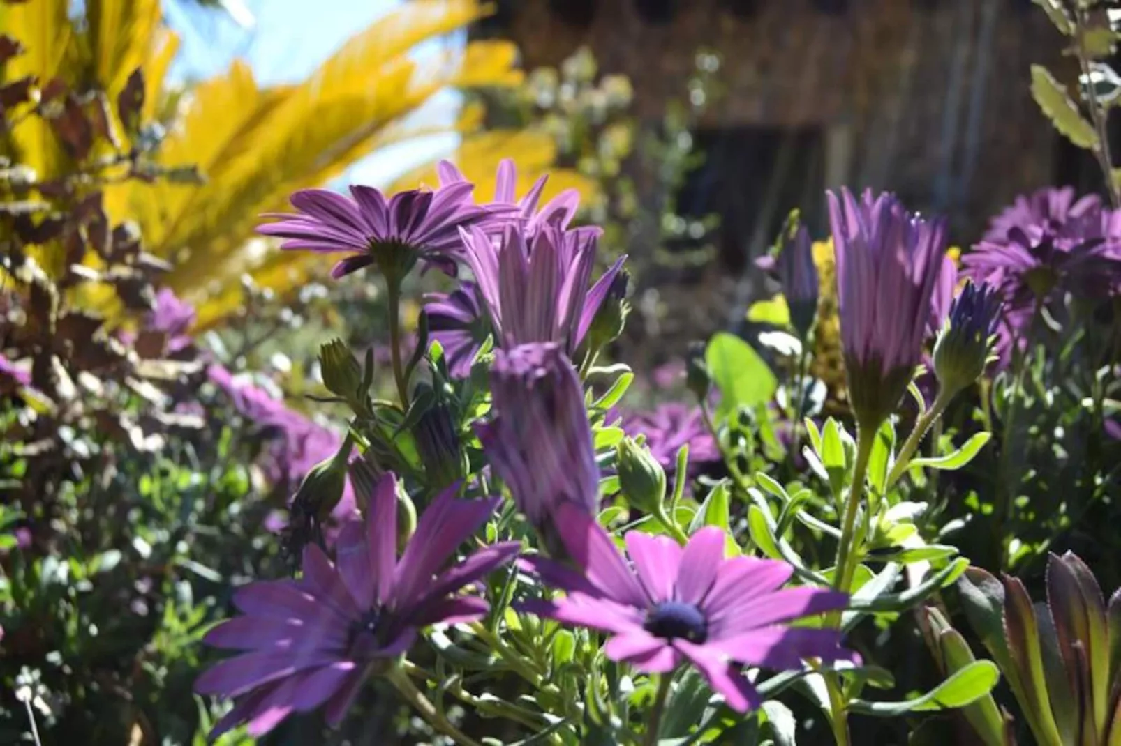 Maison à Búger-Untagged