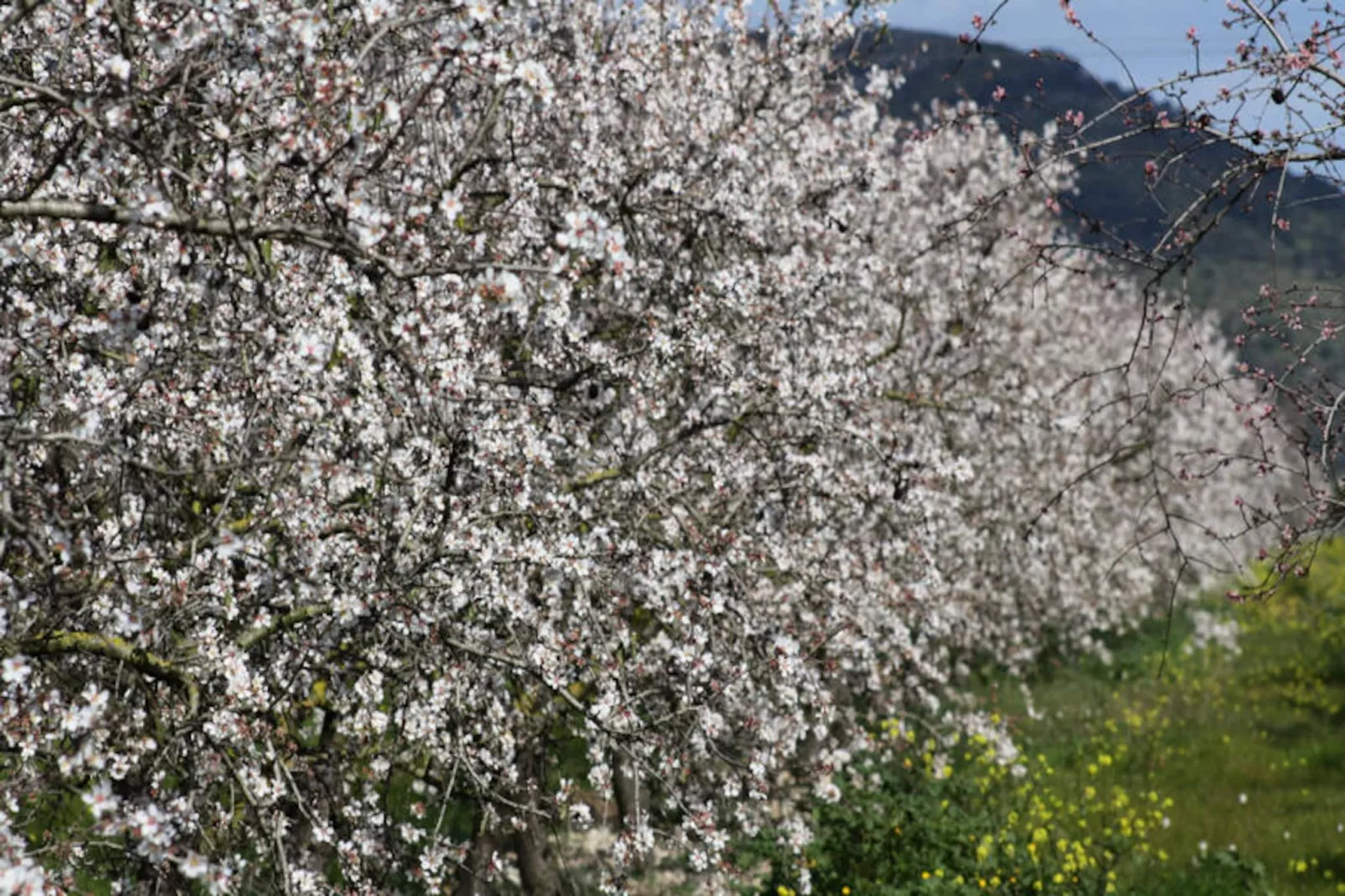 Maison à Can Picafort-Untagged