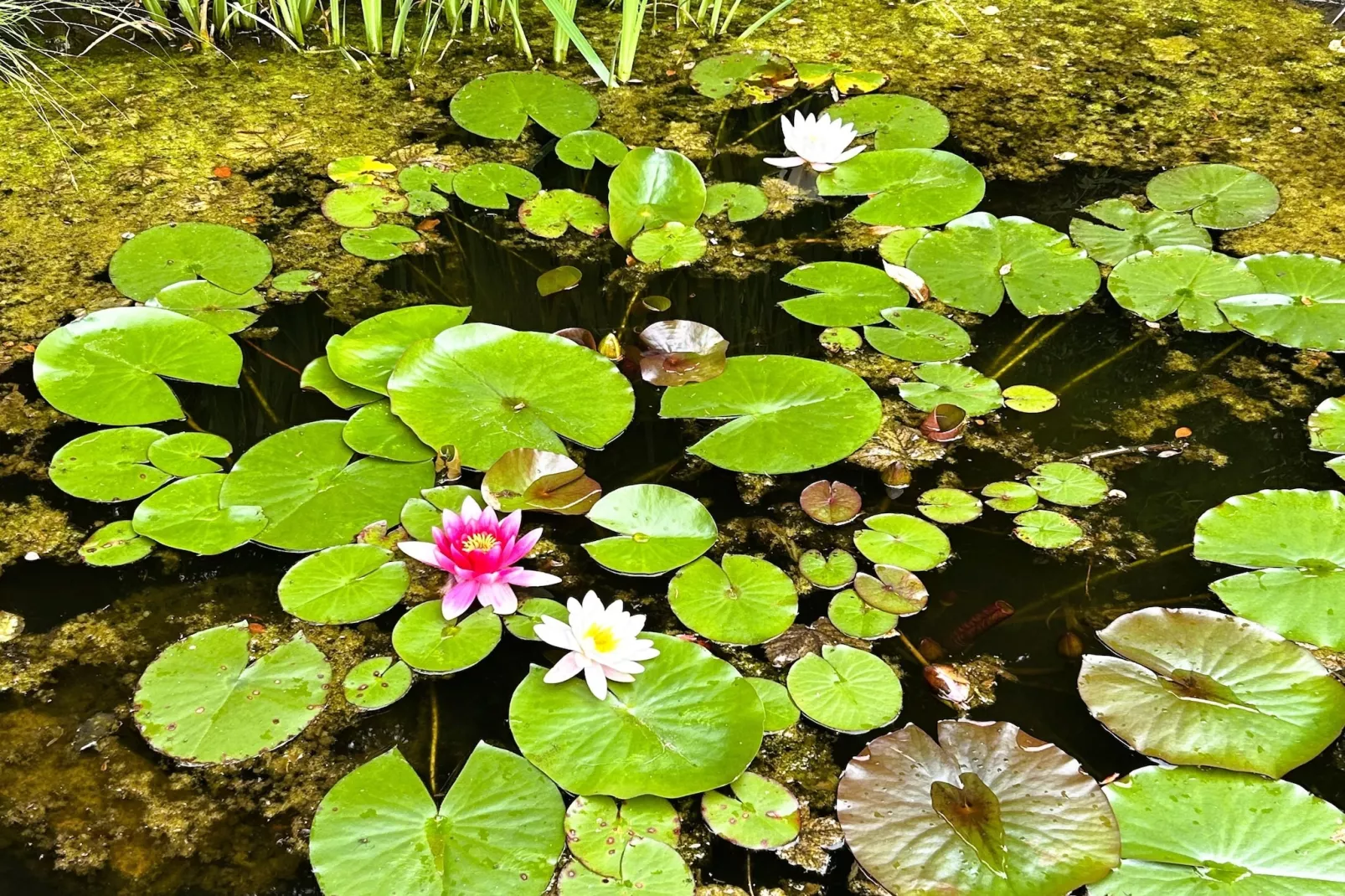 Skjoldenhof-Gardens in summer