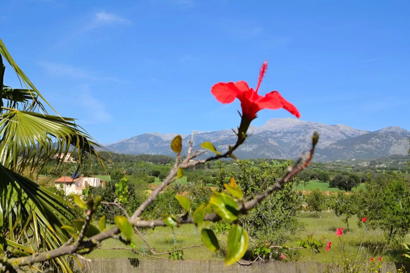 Maison à Inca-Non tagué