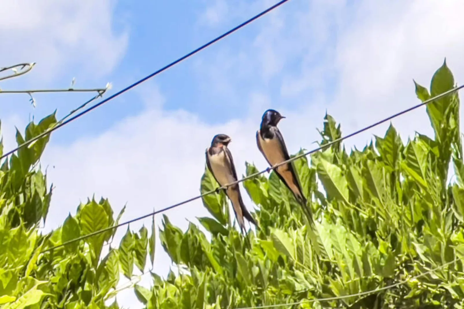 Mobil Home - Bungalow - Cottage à Montagut i Oix-Nicht zugeordnet