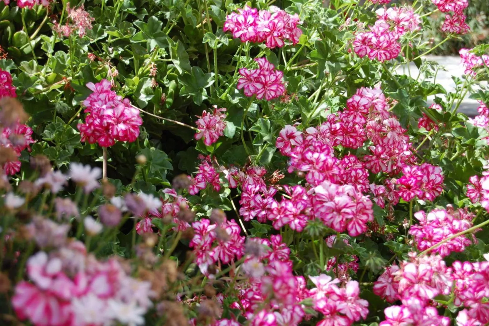 Casa Rural Sofia-Gardens in summer