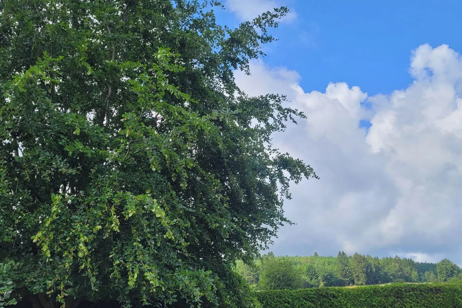 Très belle habitation à Lierneux pour 5 adultes-Jardin d'été