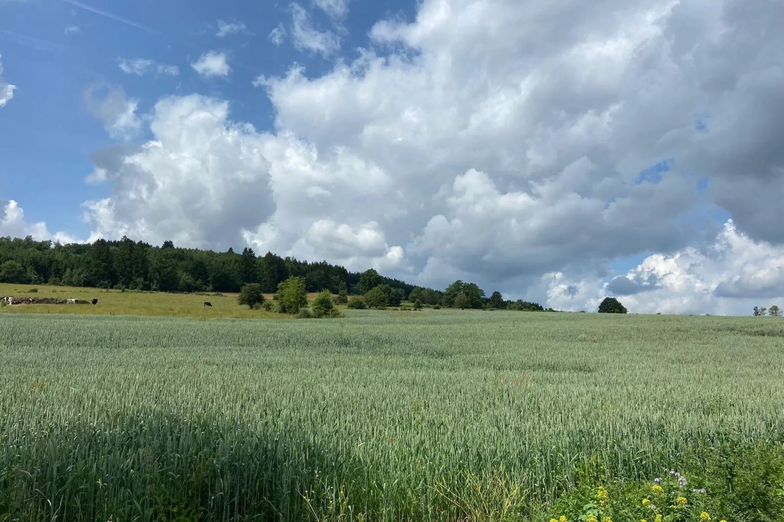 Très belle habitation à Lierneux pour 5 adultes-Zones d'été à 1 km