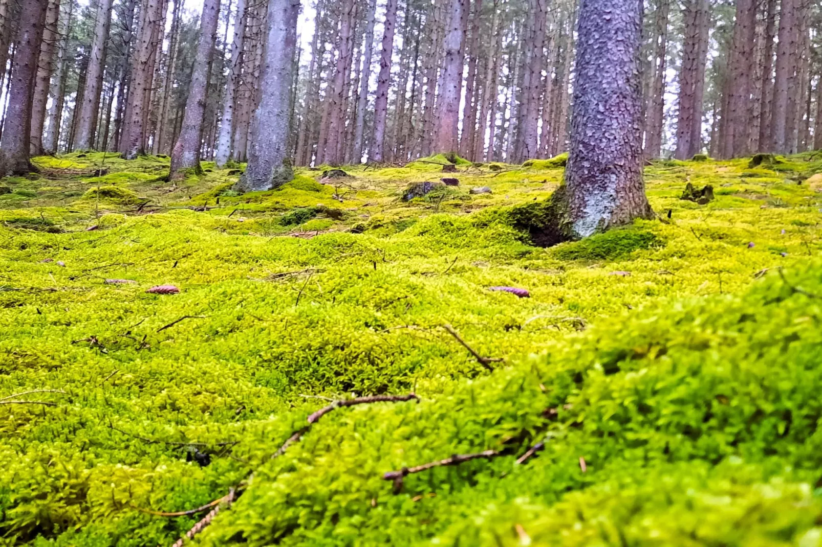 Skjoldenhof-Areas within 1km in summer