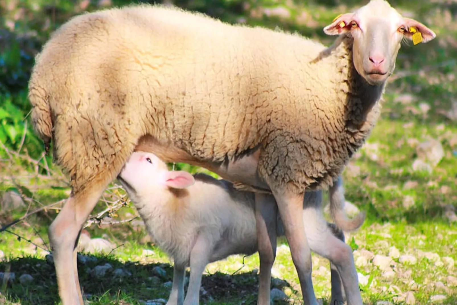 Maison à Muro-Nicht zugeordnet