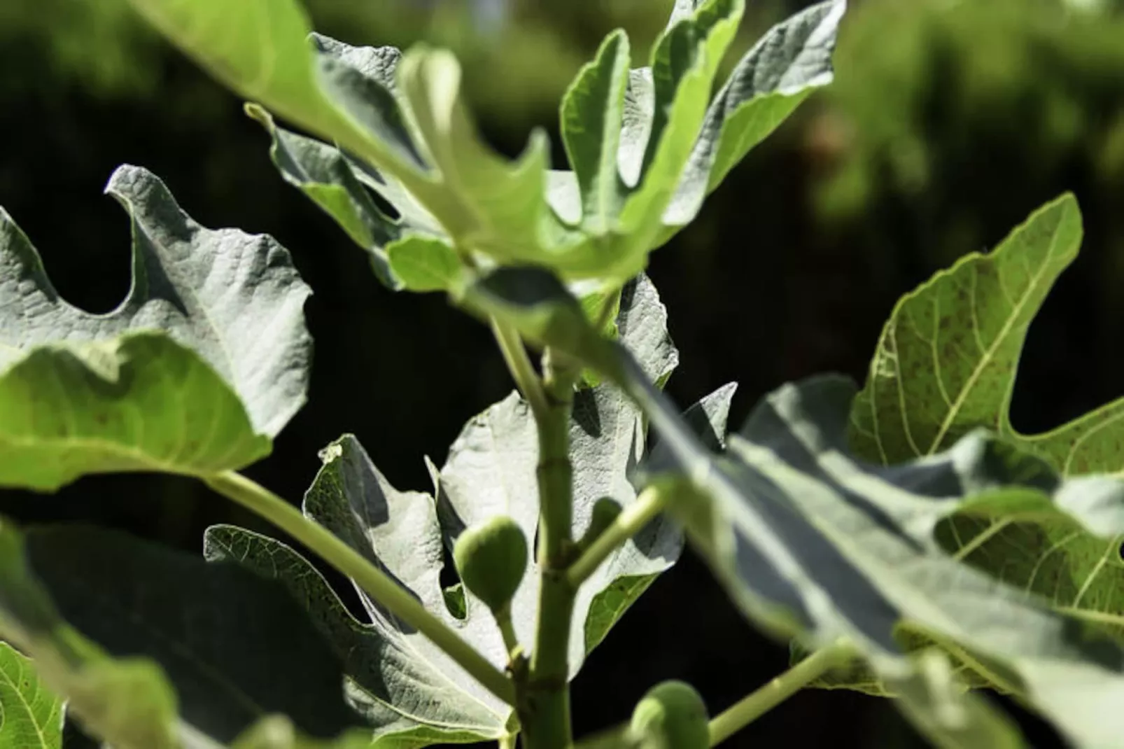 Maison à Marbella-Untagged