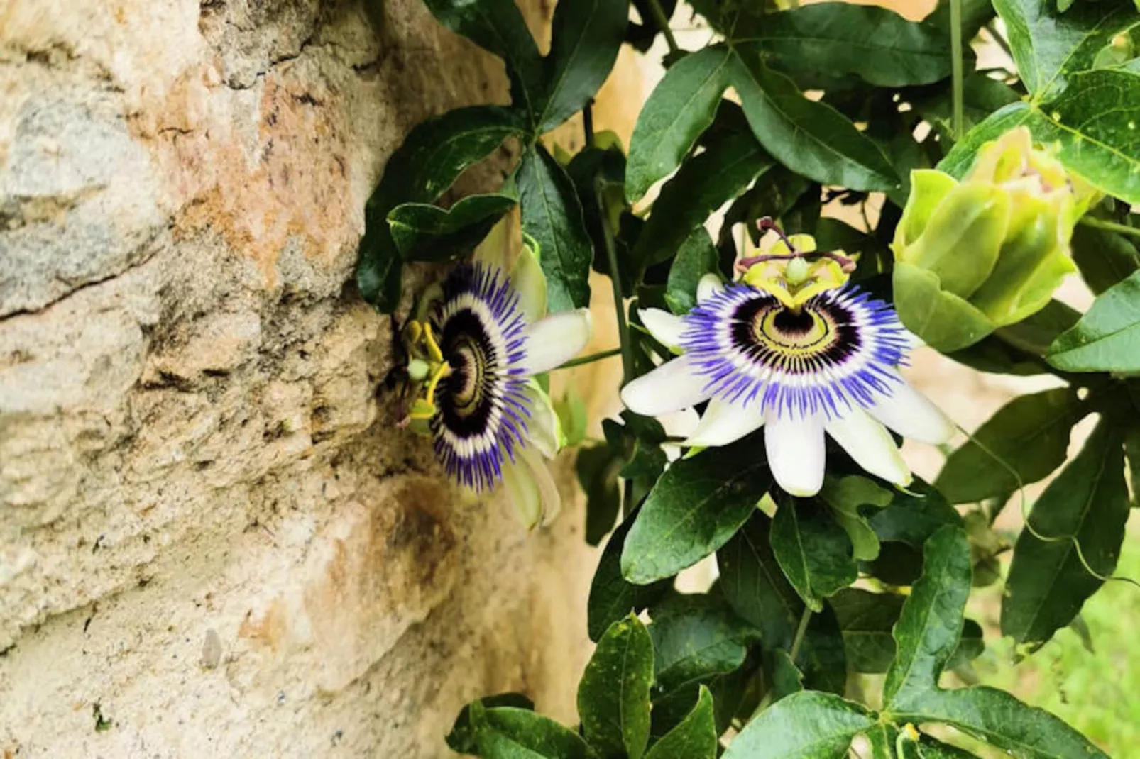 Appartements à Montagut i Oix-Nicht zugeordnet