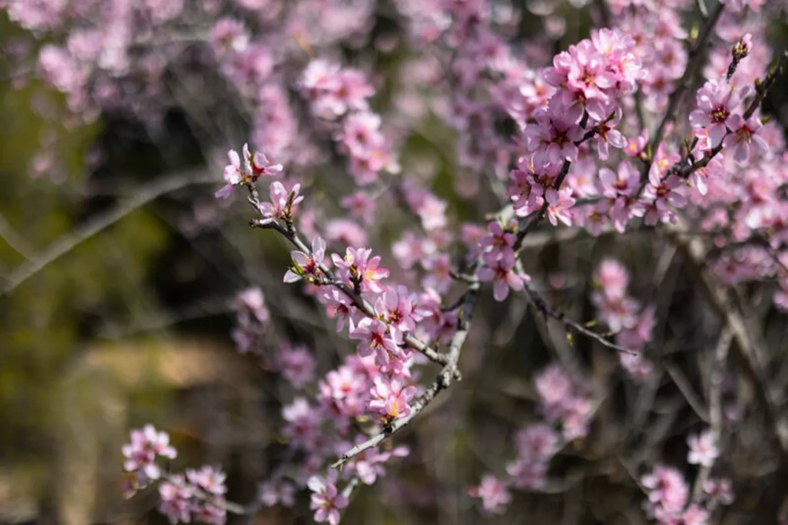 Maison à Ibi-Nicht zugeordnet