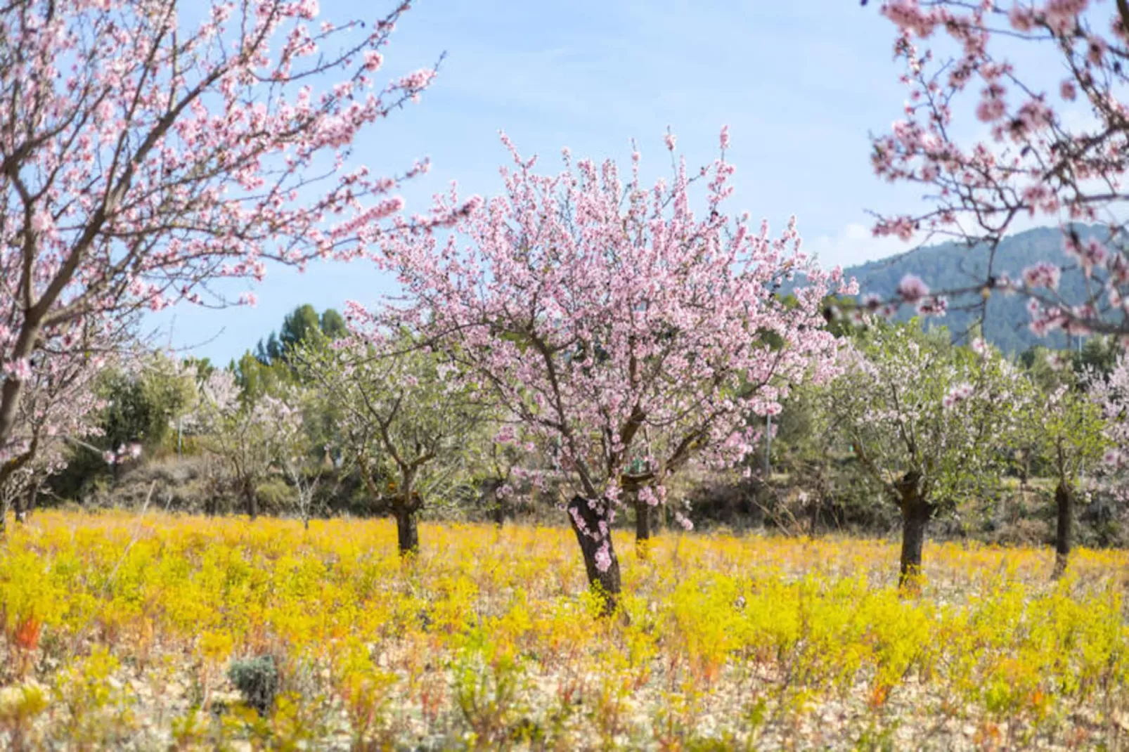 Maison à Ibi-Nicht zugeordnet
