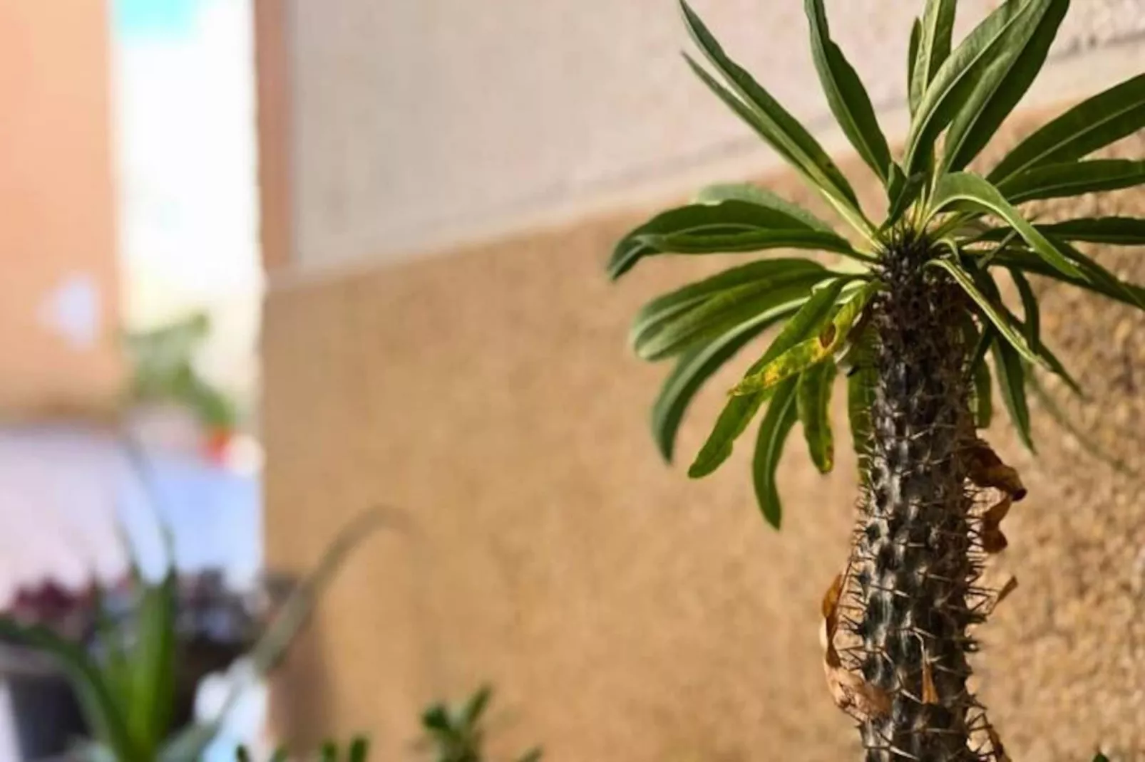Charmant Appartement Avec Piscine &agrave; 500 M De La Playa Del Cura !-Non tagué